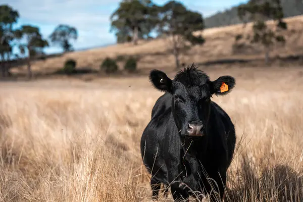 Avustralya 'da bir çiftlikte karbon nötr sığır yetiştiriciliği. Avustralya' da güzel sığırlar otlaklar ve otlaklar. Sığır sürüsü sığır eti yenilenmesi arttı. 