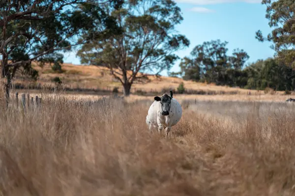 Bir otlakta otlayan Avustralya sığırları. Sığır İnekleri Kuru Çayırlarda İlerliyor, Avustralya Çiftlik Sahnesi Yazın