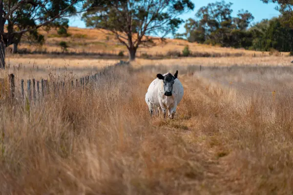 Avustralya 'da bir çiftlikte karbon nötr sığır yetiştiriciliği. Avustralya' da güzel sığırlar otlaklar ve otlaklar. Sığır sürüsü sığır eti yenilenmesi arttı. 
