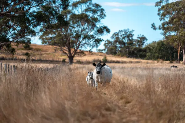 Avustralya 'da bir çiftlikte karbon nötr sığır yetiştiriciliği. Avustralya' da güzel sığırlar otlaklar ve otlaklar. Sığır sürüsü sığır eti yenilenmesi arttı. 