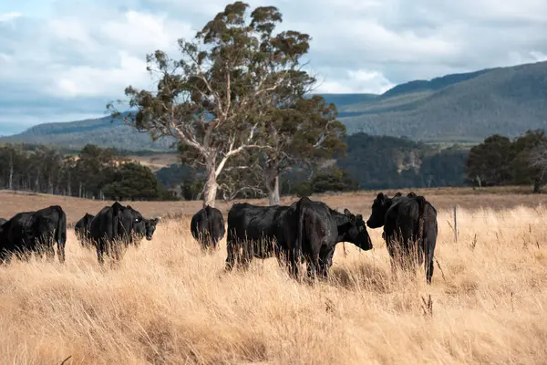 Bir otlakta otlayan Avustralya sığırları. Sığır İnekleri Kuru Çayırlarda İlerliyor, Avustralya Çiftlik Sahnesi Yazın
