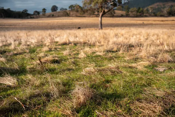 Avustralya 'da bir çiftlikte karbon nötr sığır yetiştiriciliği. Avustralya' da güzel sığırlar otlaklar ve otlaklar. Sığır sürüsü sığır eti yenilenmesi arttı. 