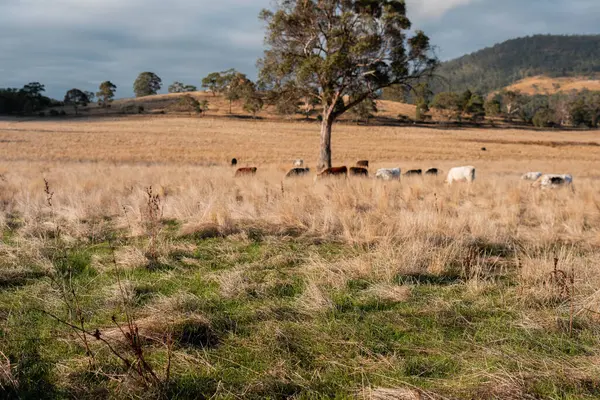 Bir otlakta otlayan Avustralya sığırları. Sığır İnekleri Kuru Çayırlarda İlerliyor, Avustralya Çiftlik Sahnesi Yazın