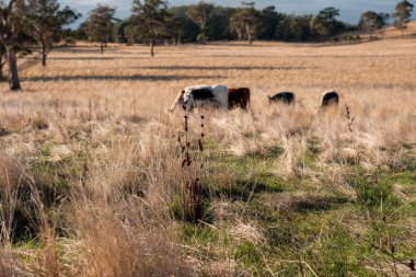 Bir otlakta otlayan Avustralya sığırları. Sığır İnekleri Kuru Çayırlarda İlerliyor, Avustralya Çiftlik Sahnesi Yazın