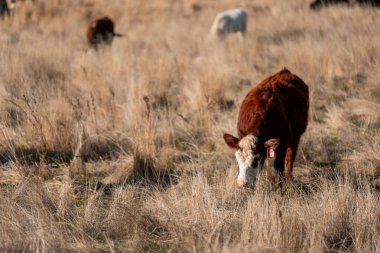 Avustralya 'da bir çiftlikte karbon nötr sığır yetiştiriciliği. Avustralya' da güzel sığırlar otlaklar ve otlaklar. Sığır sürüsü sığır eti yenilenmesi arttı. 