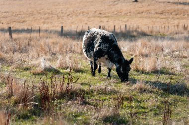 Avustralya 'da bir çiftlikte karbon nötr sığır yetiştiriciliği. Avustralya' da güzel sığırlar otlaklar ve otlaklar. Sığır sürüsü sığır eti yenilenmesi arttı. 