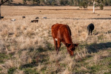 Avustralya 'da bir çiftlikte karbon nötr sığır yetiştiriciliği. Avustralya' da güzel sığırlar otlaklar ve otlaklar. Sığır sürüsü sığır eti yenilenmesi arttı. 