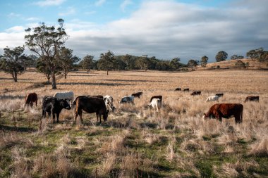 Bir otlakta otlayan Avustralya sığırları. Sığır İnekleri Kuru Çayırlarda İlerliyor, Avustralya Çiftlik Sahnesi Yazın