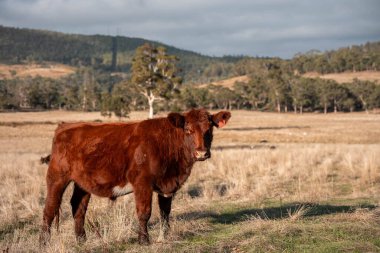 Bir otlakta otlayan Avustralya sığırları. Sığır İnekleri Kuru Çayırlarda İlerliyor, Avustralya Çiftlik Sahnesi Yazın