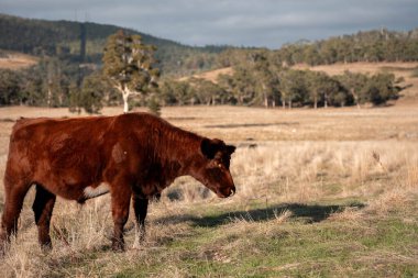 Avustralya 'da bir çiftlikte karbon nötr sığır yetiştiriciliği. Avustralya' da güzel sığırlar otlaklar ve otlaklar. Sığır sürüsü sığır eti yenilenmesi arttı. 