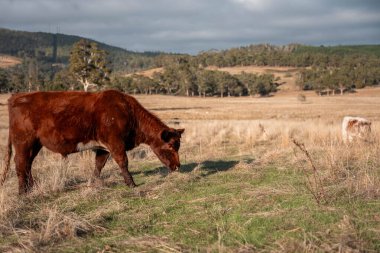 Bir otlakta otlayan Avustralya sığırları. Sığır İnekleri Kuru Çayırlarda İlerliyor, Avustralya Çiftlik Sahnesi Yazın