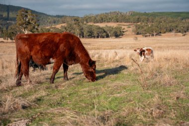 Avustralya 'da bir çiftlikte karbon nötr sığır yetiştiriciliği. Avustralya' da güzel sığırlar otlaklar ve otlaklar. Sığır sürüsü sığır eti yenilenmesi arttı. 