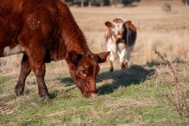 Bir otlakta otlayan Avustralya sığırları. Sığır İnekleri Kuru Çayırlarda İlerliyor, Avustralya Çiftlik Sahnesi Yazın