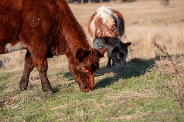 Bir otlakta otlayan Avustralya sığırları. Sığır İnekleri Kuru Çayırlarda İlerliyor, Avustralya Çiftlik Sahnesi Yazın