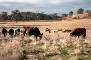 Bir otlakta otlayan Avustralya sığırları. Sığır İnekleri Kuru Çayırlarda İlerliyor, Avustralya Çiftlik Sahnesi Yazın