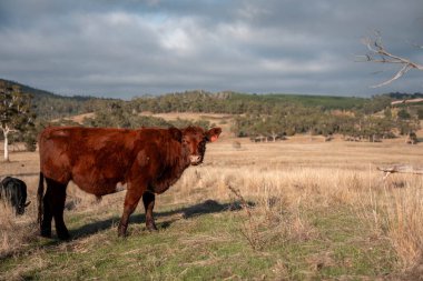 Bir otlakta otlayan Avustralya sığırları. Sığır İnekleri Kuru Çayırlarda İlerliyor, Avustralya Çiftlik Sahnesi Yazın