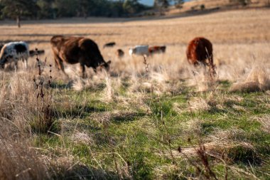 Bir otlakta otlayan Avustralya sığırları. Sığır İnekleri Kuru Çayırlarda İlerliyor, Avustralya Çiftlik Sahnesi Yazın