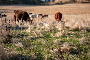 Bir otlakta otlayan Avustralya sığırları. Sığır İnekleri Kuru Çayırlarda İlerliyor, Avustralya Çiftlik Sahnesi Yazın
