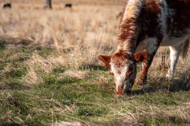 Bir otlakta otlayan Avustralya sığırları. Sığır İnekleri Kuru Çayırlarda İlerliyor, Avustralya Çiftlik Sahnesi Yazın