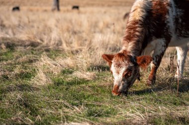 Avustralya 'da bir çiftlikte karbon nötr sığır yetiştiriciliği. Avustralya' da güzel sığırlar otlaklar ve otlaklar. Sığır sürüsü sığır eti yenilenmesi arttı. 