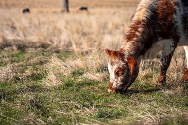 Bir otlakta otlayan Avustralya sığırları. Sığır İnekleri Kuru Çayırlarda İlerliyor, Avustralya Çiftlik Sahnesi Yazın