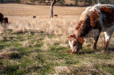 Avustralya 'da bir çiftlikte karbon nötr sığır yetiştiriciliği. Avustralya' da güzel sığırlar otlaklar ve otlaklar. Sığır sürüsü sığır eti yenilenmesi arttı. 