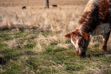 Bir otlakta otlayan Avustralya sığırları. Sığır İnekleri Kuru Çayırlarda İlerliyor, Avustralya Çiftlik Sahnesi Yazın