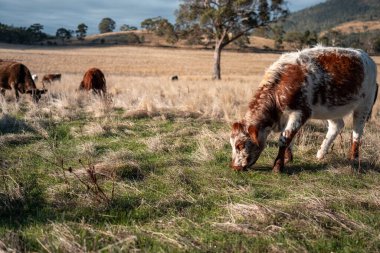 Bir otlakta otlayan Avustralya sığırları. Sığır İnekleri Kuru Çayırlarda İlerliyor, Avustralya Çiftlik Sahnesi Yazın