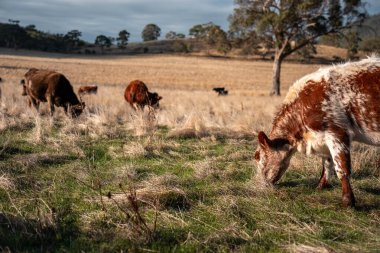 Bir otlakta otlayan Avustralya sığırları. Sığır İnekleri Kuru Çayırlarda İlerliyor, Avustralya Çiftlik Sahnesi Yazın