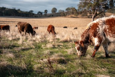 Avustralya 'da bir çiftlikte karbon nötr sığır yetiştiriciliği. Avustralya' da güzel sığırlar otlaklar ve otlaklar. Sığır sürüsü sığır eti yenilenmesi arttı. 