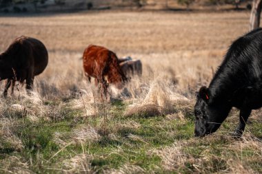 Avustralya 'da bir çiftlikte karbon nötr sığır yetiştiriciliği. Avustralya' da güzel sığırlar otlaklar ve otlaklar. Sığır sürüsü sığır eti yenilenmesi arttı. 