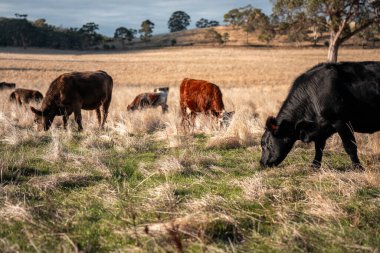 Bir otlakta otlayan Avustralya sığırları. Sığır İnekleri Kuru Çayırlarda İlerliyor, Avustralya Çiftlik Sahnesi Yazın