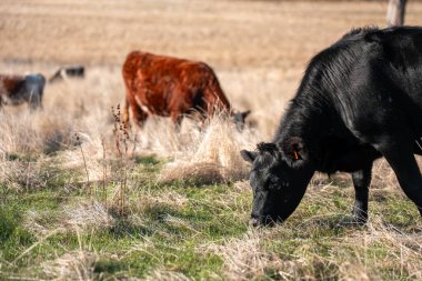 Bir otlakta otlayan Avustralya sığırları. Sığır İnekleri Kuru Çayırlarda İlerliyor, Avustralya Çiftlik Sahnesi Yazın