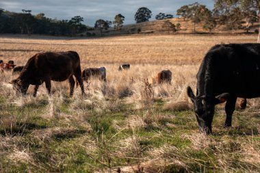 Bir otlakta otlayan Avustralya sığırları. Sığır İnekleri Kuru Çayırlarda İlerliyor, Avustralya Çiftlik Sahnesi Yazın
