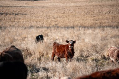 Avustralya 'da bir çiftlikte karbon nötr sığır yetiştiriciliği. Avustralya' da güzel sığırlar otlaklar ve otlaklar. Sığır sürüsü sığır eti yenilenmesi arttı. 