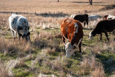 Bir otlakta otlayan Avustralya sığırları. Sığır İnekleri Kuru Çayırlarda İlerliyor, Avustralya Çiftlik Sahnesi Yazın