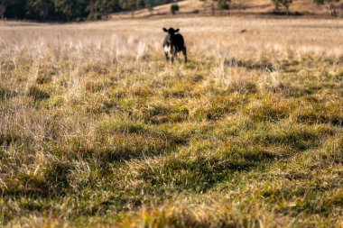 Bir otlakta otlayan Avustralya sığırları. Sığır İnekleri Kuru Çayırlarda İlerliyor, Avustralya Çiftlik Sahnesi Yazın