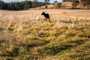 Avustralya 'da bir çiftlikte karbon nötr sığır yetiştiriciliği. Avustralya' da güzel sığırlar otlaklar ve otlaklar. Sığır sürüsü sığır eti yenilenmesi arttı. 