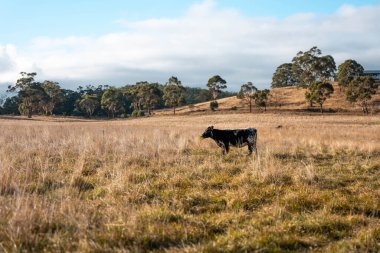 Bir otlakta otlayan Avustralya sığırları. Sığır İnekleri Kuru Çayırlarda İlerliyor, Avustralya Çiftlik Sahnesi Yazın