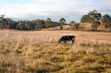 Avustralya 'da bir çiftlikte karbon nötr sığır yetiştiriciliği. Avustralya' da güzel sığırlar otlaklar ve otlaklar. Sığır sürüsü sığır eti yenilenmesi arttı. 