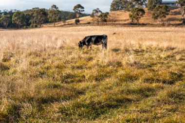 Bir otlakta otlayan Avustralya sığırları. Sığır İnekleri Kuru Çayırlarda İlerliyor, Avustralya Çiftlik Sahnesi Yazın