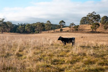 Avustralya 'da bir çiftlikte karbon nötr sığır yetiştiriciliği. Avustralya' da güzel sığırlar otlaklar ve otlaklar. Sığır sürüsü sığır eti yenilenmesi arttı. 