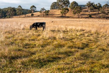Avustralya 'da bir çiftlikte karbon nötr sığır yetiştiriciliği. Avustralya' da güzel sığırlar otlaklar ve otlaklar. Sığır sürüsü sığır eti yenilenmesi arttı. 