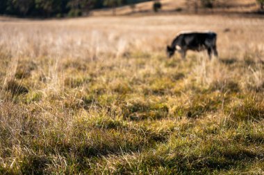 Avustralya 'da bir çiftlikte karbon nötr sığır yetiştiriciliği. Avustralya' da güzel sığırlar otlaklar ve otlaklar. Sığır sürüsü sığır eti yenilenmesi arttı. 