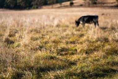 Bir otlakta otlayan Avustralya sığırları. Sığır İnekleri Kuru Çayırlarda İlerliyor, Avustralya Çiftlik Sahnesi Yazın