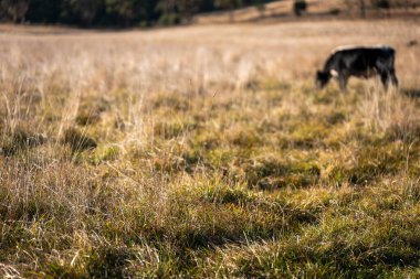 Avustralya 'da bir çiftlikte karbon nötr sığır yetiştiriciliği. Avustralya' da güzel sığırlar otlaklar ve otlaklar. Sığır sürüsü sığır eti yenilenmesi arttı. 