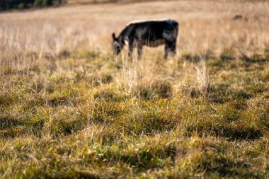 Bir otlakta otlayan Avustralya sığırları. Sığır İnekleri Kuru Çayırlarda İlerliyor, Avustralya Çiftlik Sahnesi Yazın