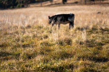 Avustralya 'da bir çiftlikte karbon nötr sığır yetiştiriciliği. Avustralya' da güzel sığırlar otlaklar ve otlaklar. Sığır sürüsü sığır eti yenilenmesi arttı. 