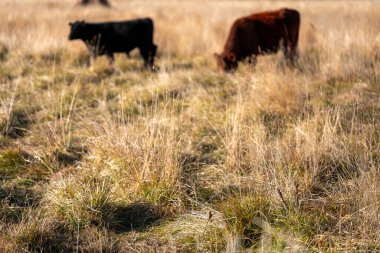 Bir otlakta otlayan Avustralya sığırları. Sığır İnekleri Kuru Çayırlarda İlerliyor, Avustralya Çiftlik Sahnesi Yazın