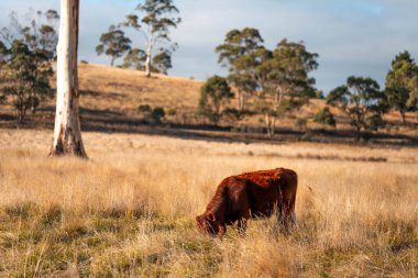 Avustralya 'da bir çiftlikte karbon nötr sığır yetiştiriciliği. Avustralya' da güzel sığırlar otlaklar ve otlaklar. Sığır sürüsü sığır eti yenilenmesi arttı. 